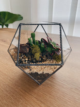 Cargar imagen en el visor de la galería, Terrario Elo