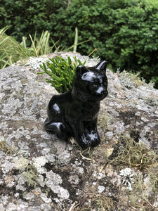 Gato Mini