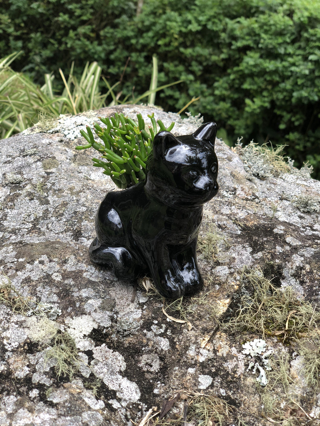 Gato Mini