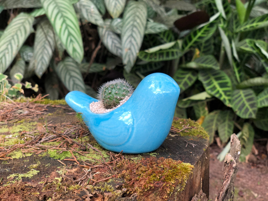 Pájaro Pequeño